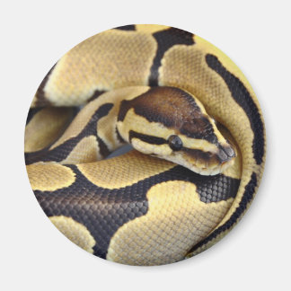 Íman Python 3 da esfera amarela e preta