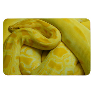 Íman Python Amarelo