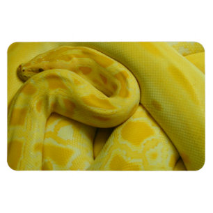 Íman Python Amarelo Incrível