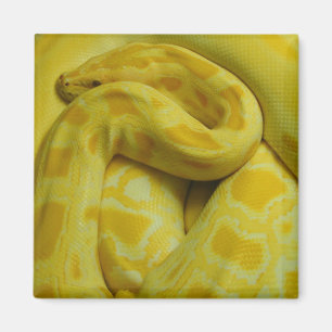 Íman Python Amarelo Incrível