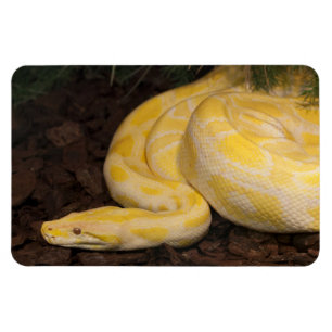 Íman Python Amarelo Incrível