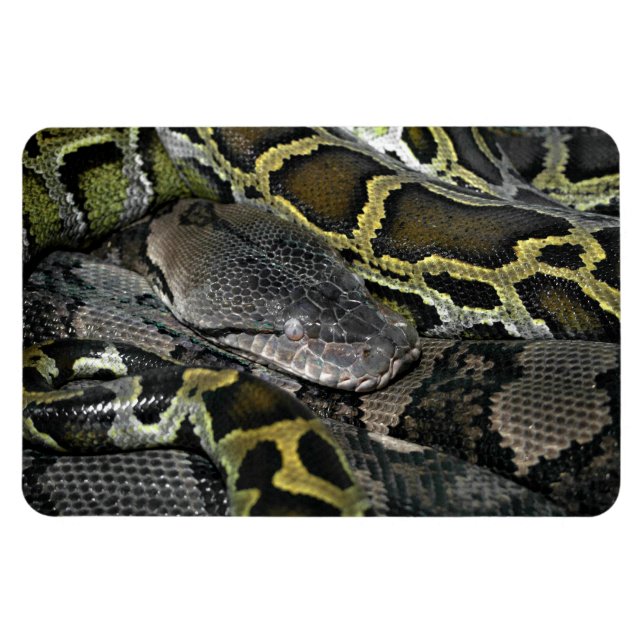 Íman Python molurus bivittatus (Horizontal)