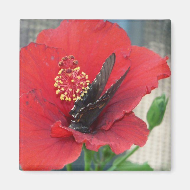 Íman quadrado com borboleta em flor vermelha (Frente)