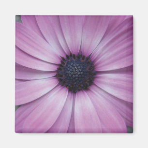 Íman Quadrado roxo da imã de geladeira da flor da