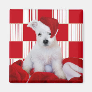 Íman Quadrados do filhote de cachorro de Westie do