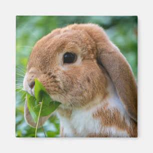 Íman Quadrinho De Lop Bunny Holandês Vermelho E Branco