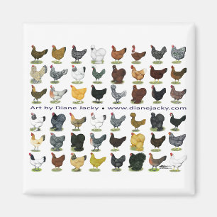 Íman Quarenta e oito Hen Promo