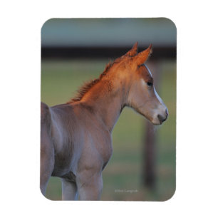 Íman Quarter Horse Foal