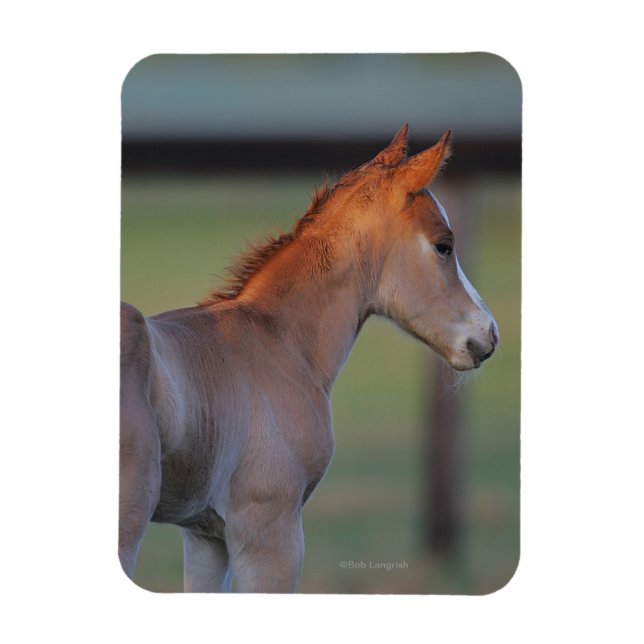 Íman Quarter Horse Foal (Vertical)