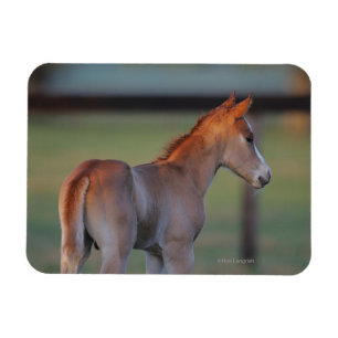 Íman Quarter Horse Foal