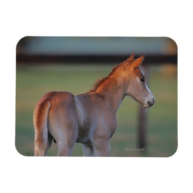 Íman Quarter Horse Foal (Horizontal)