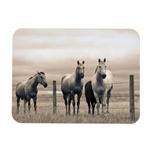 Íman Quarter Horses On Canadian Prairie