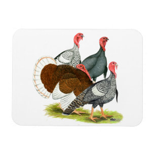 Íman Quarteto Rara Turquia