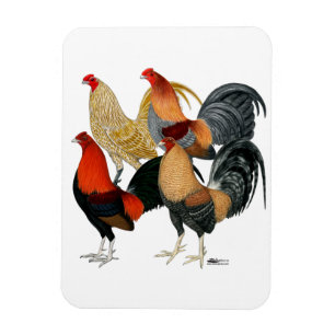 Íman Quatro Gamecocks