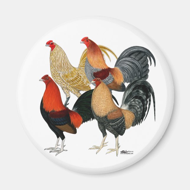 Íman Quatro Gamecocks (Frente)