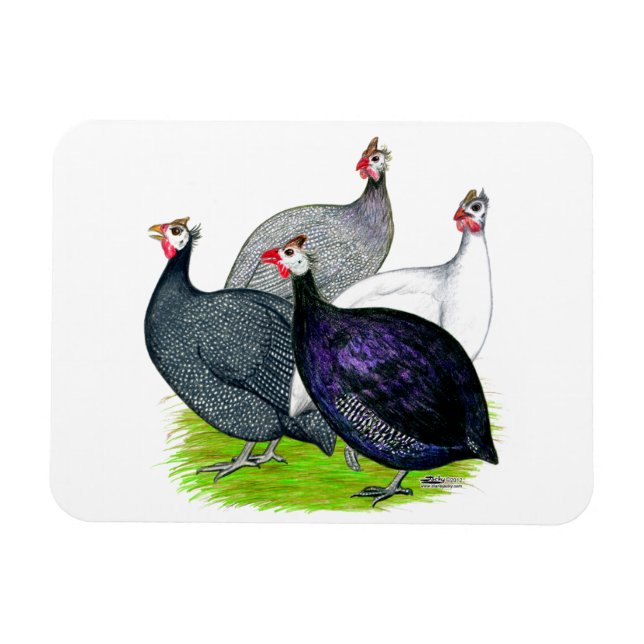 Íman Quatro Guineas (Horizontal)