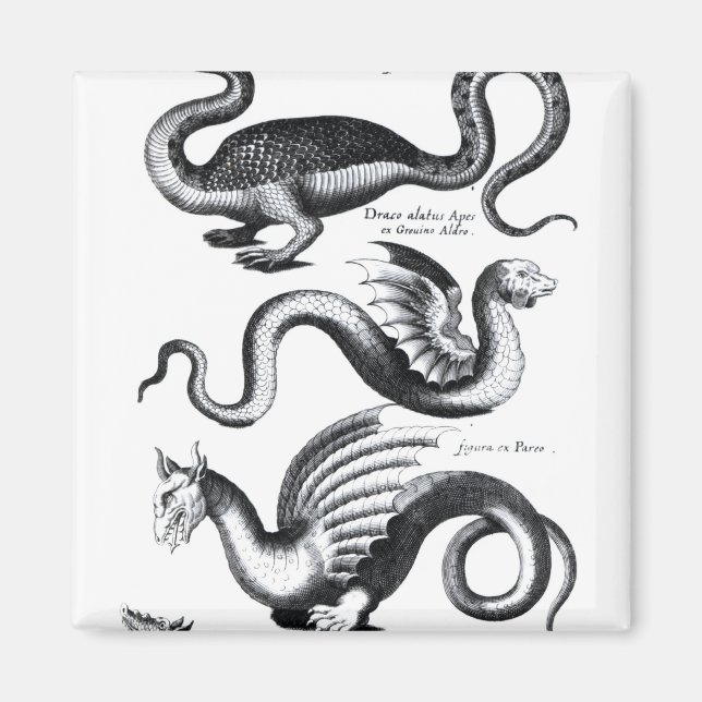 Íman Quatro tipos de dragão (Frente)