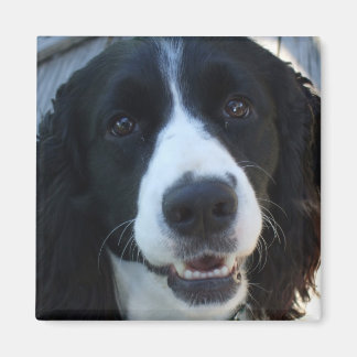 Íman Que cara, Magnet