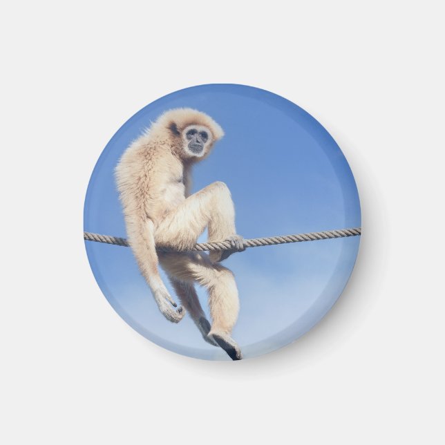 Íman Quebrou Gibbon Sentado em uma Corda no Sol (Frente)