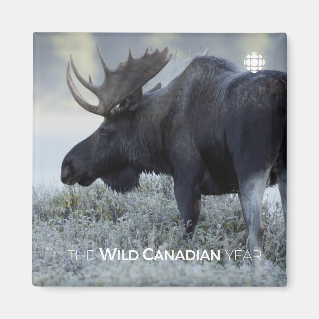 Íman Queda - Alce (Frente)