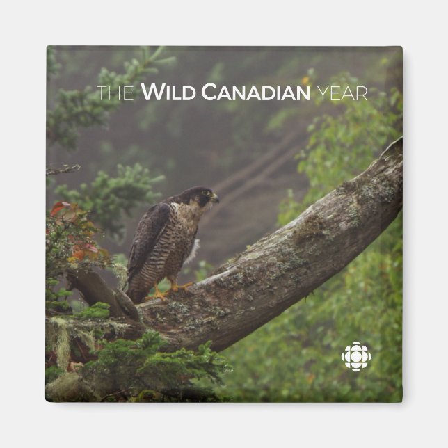 Íman Queda - Falcão Peregrino (Frente)