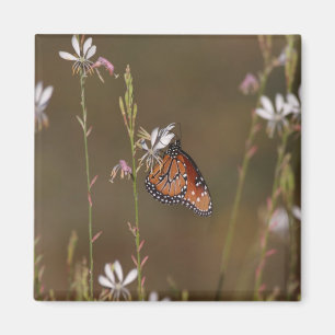 Íman Queen and milkweed