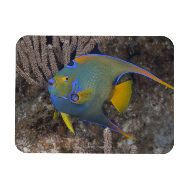Íman Queen Angelfish (Holacanthus ciliaris) nadando (Horizontal)