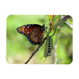 Íman Queen Butterfly and Monarch Caterpillar