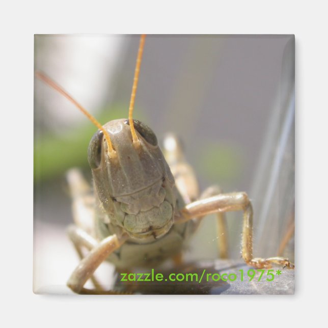 Íman Queijo! (Frente)