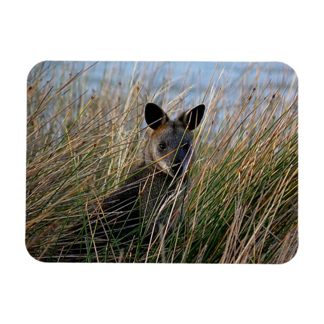 Íman Quem és tu (Horizontal)