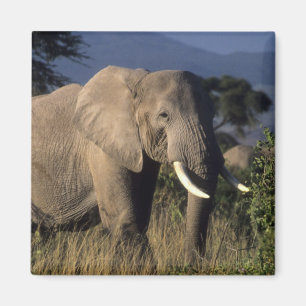 Íman Quênia: Amboseli, elefante africano macho