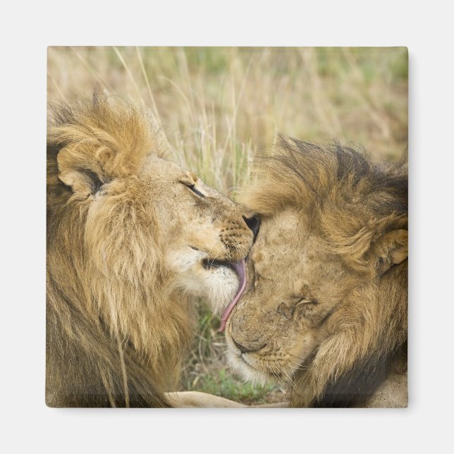 Íman Quênia, Masai Mara (Frente)