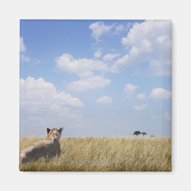 Íman Quênia, Masai Mara (Frente)