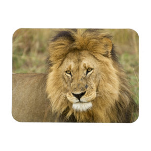 Íman Quênia Masai Mara