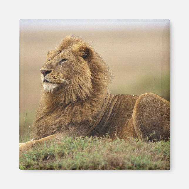 Íman Quênia, Masai Mara | Leão macho (Frente)