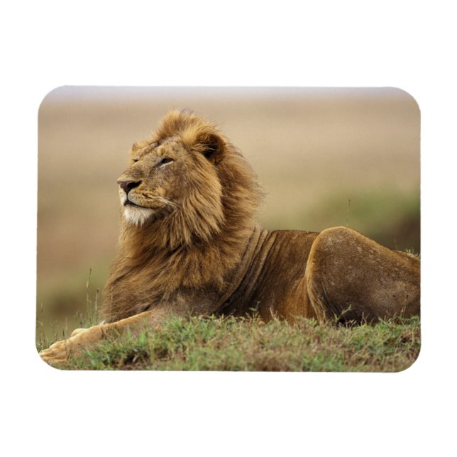 Íman Quênia, Masai Mara | Leão macho (Horizontal)