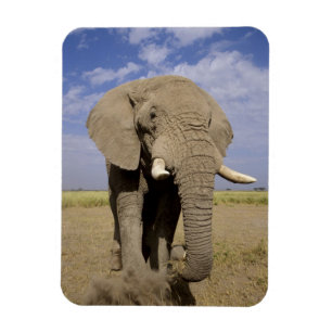 Íman Quênia: Parque Nacional de Amboseli, elefante mach