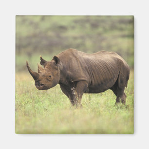 Íman Quênia, Parque Nacional de Nairobi. Rinoceronte Pr