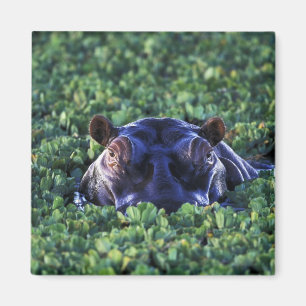 Íman Quênia, Reserva Nacional Masai Mara.