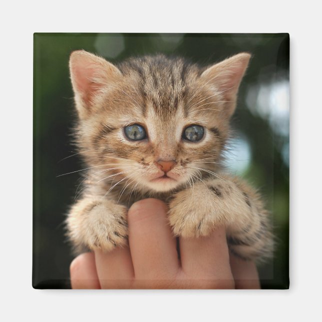 Íman Querida Kitten (Frente)