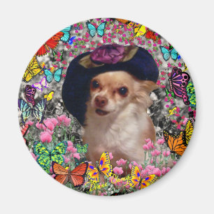 Íman Qui nas borboletas - chihuahua do qui