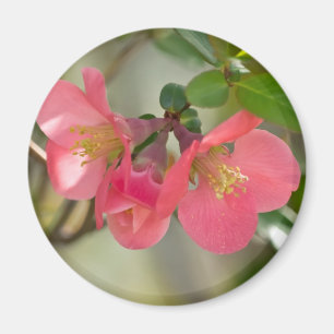 Íman Quince Florescendo Rosa