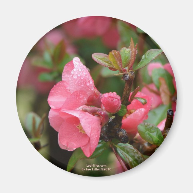Íman Quince Florindo Rosa de Primavera (Frente)
