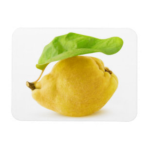 Íman Quince fruta