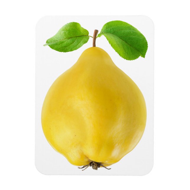 Íman Quince fruta (Vertical)