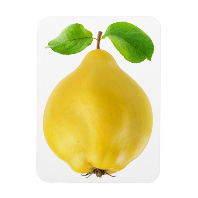 Íman Quince fruta (Vertical)