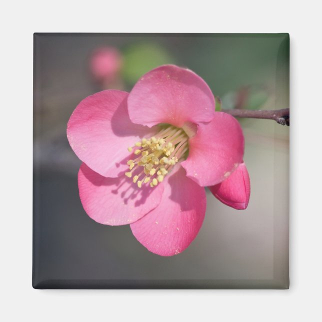 Íman Quince Rosa Perfeito em Flor (Frente)