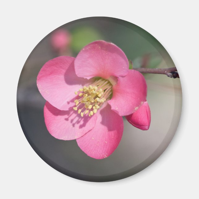 Íman Quince Rosa Perfeito em Flor (Frente)