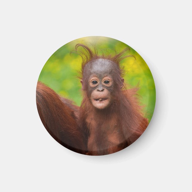 Íman Quirky Charm de um Bebê Orangutan (Frente)