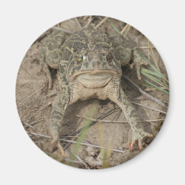 Íman R10 Prairie Toad